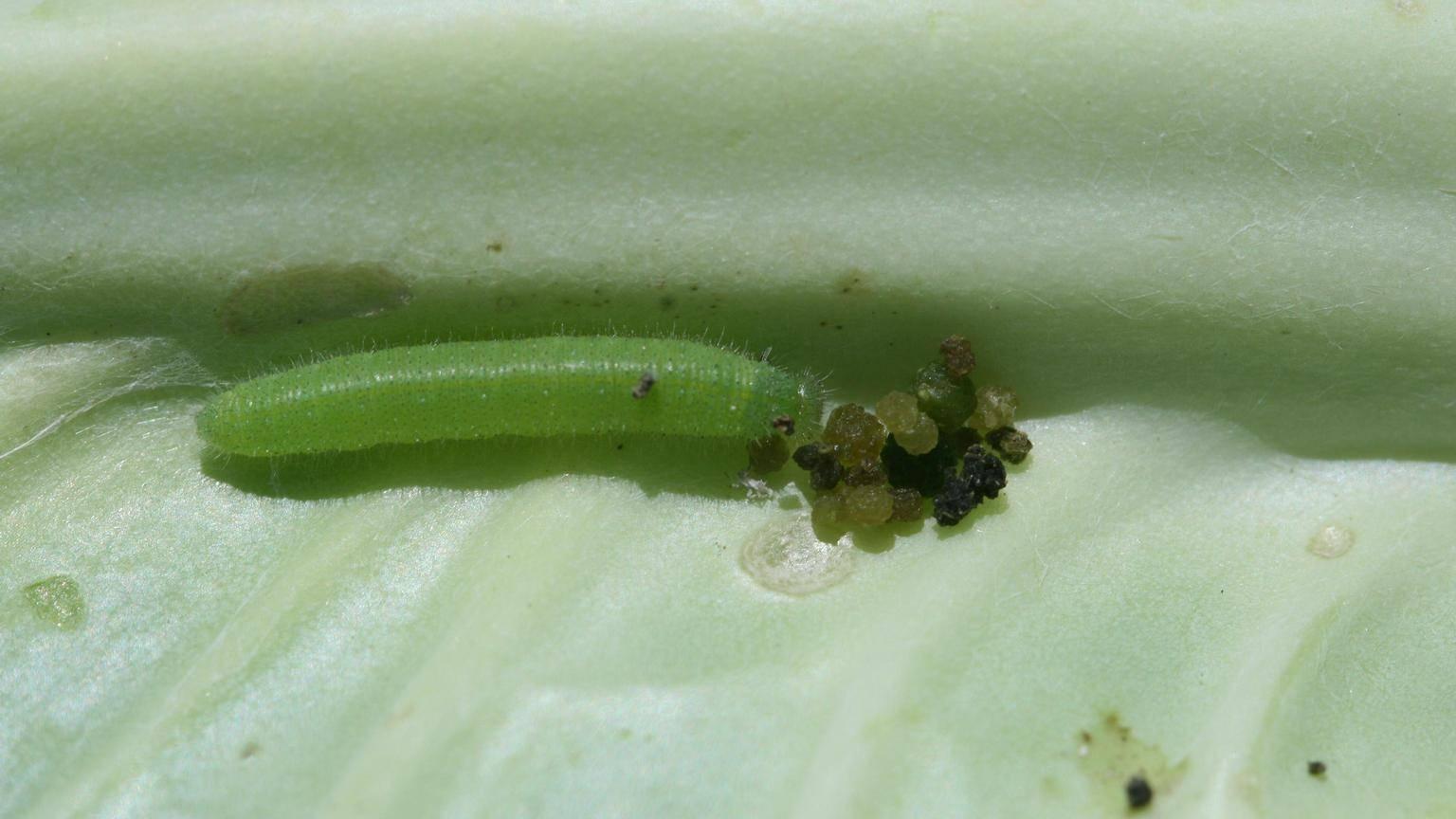 Imported Cabbageworm on Vegetables University of Maryland Extension